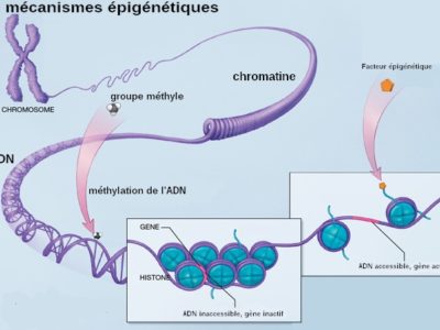 Mecanismes_epigenetiques-1